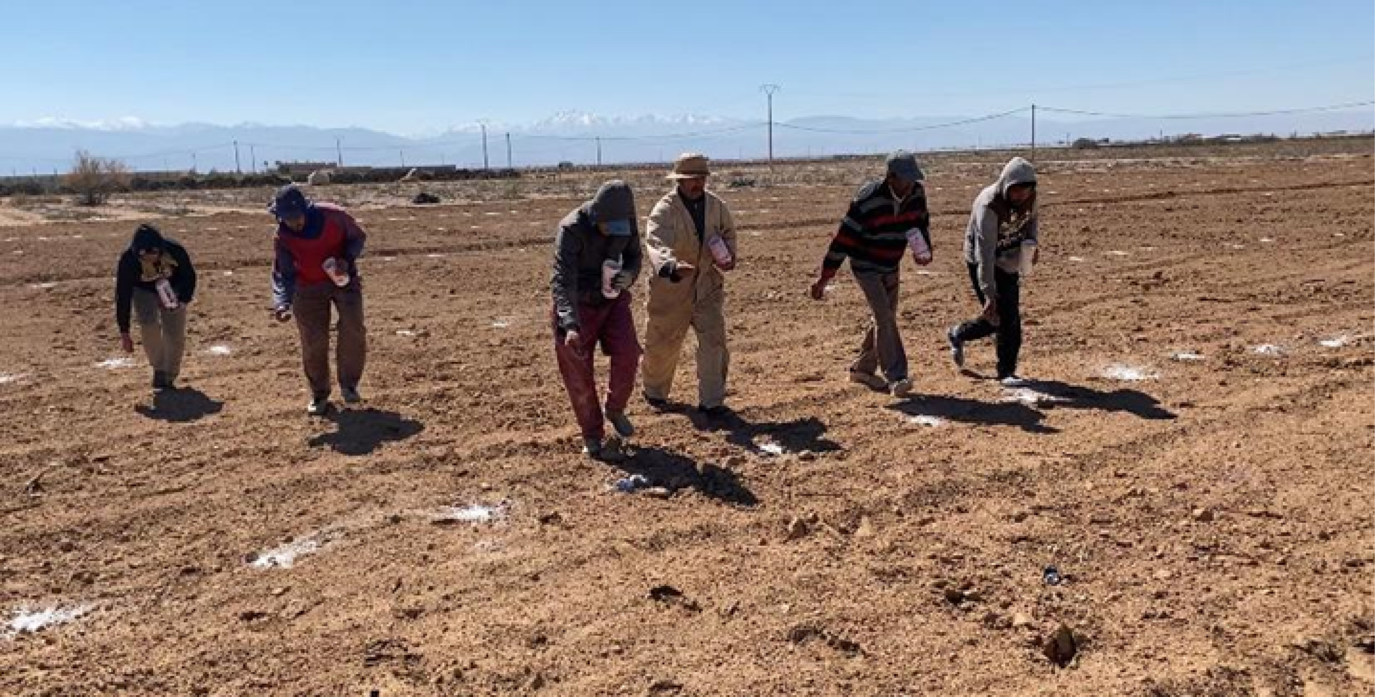 sowing quinoa