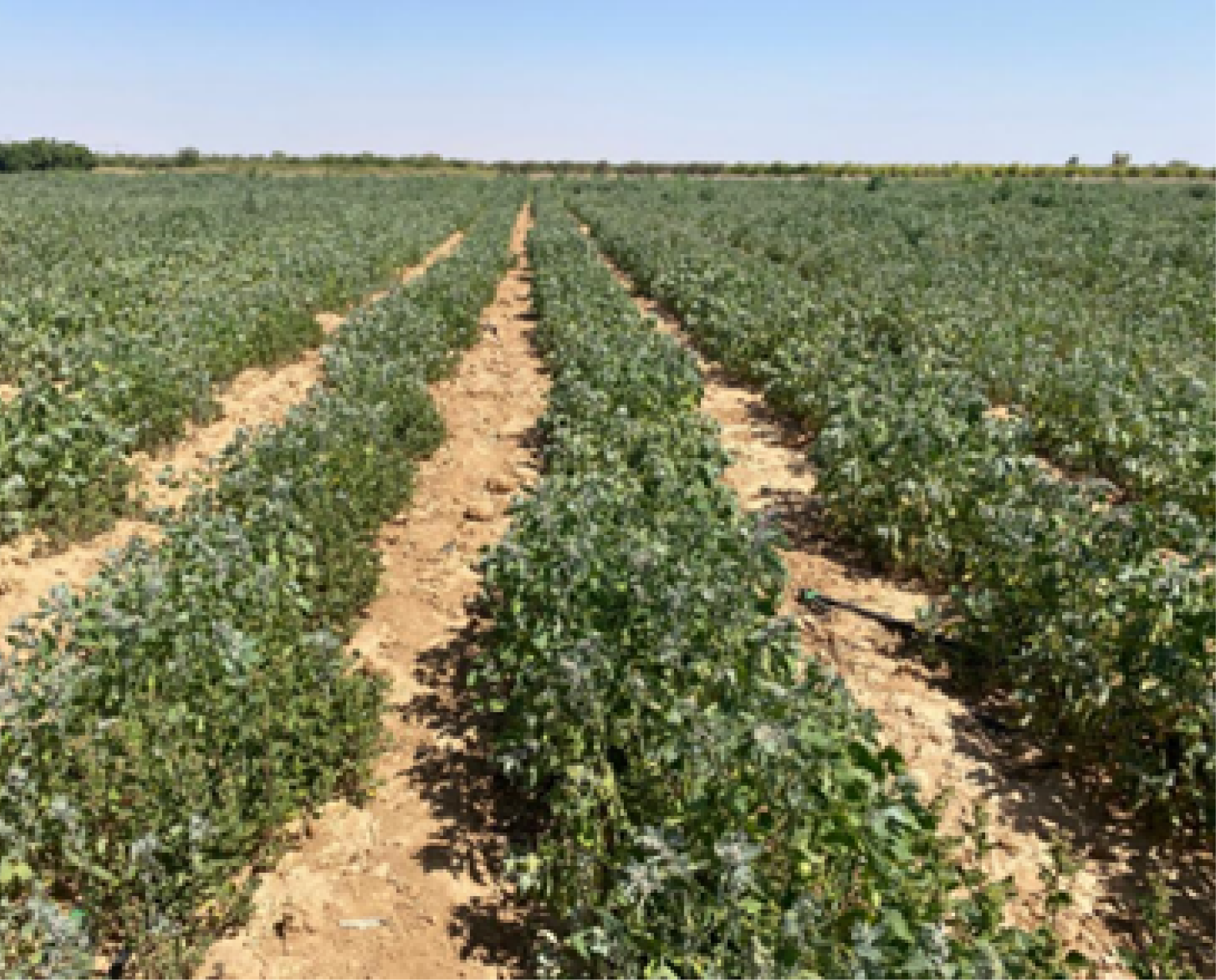 sowing quinoa